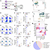 Reconstitution of Human hematopoietic in immunodeficient mice after transpl