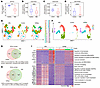 Transitional state cells derived from erythroblasts with reduced expression