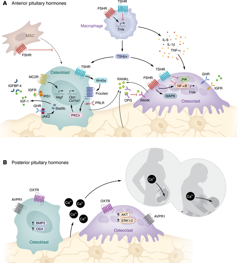 Pituitary hormones directly regulate bone cells — the AM arm.
(A) Anteri...