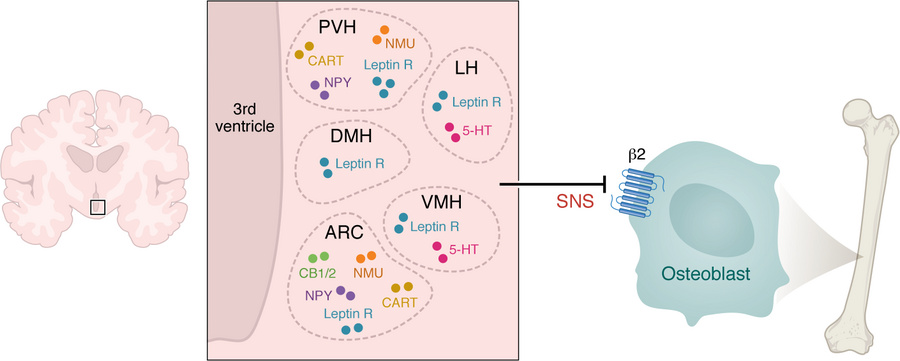 Central neural regulation of bone remodeling — the FM arm.
Neural circui...