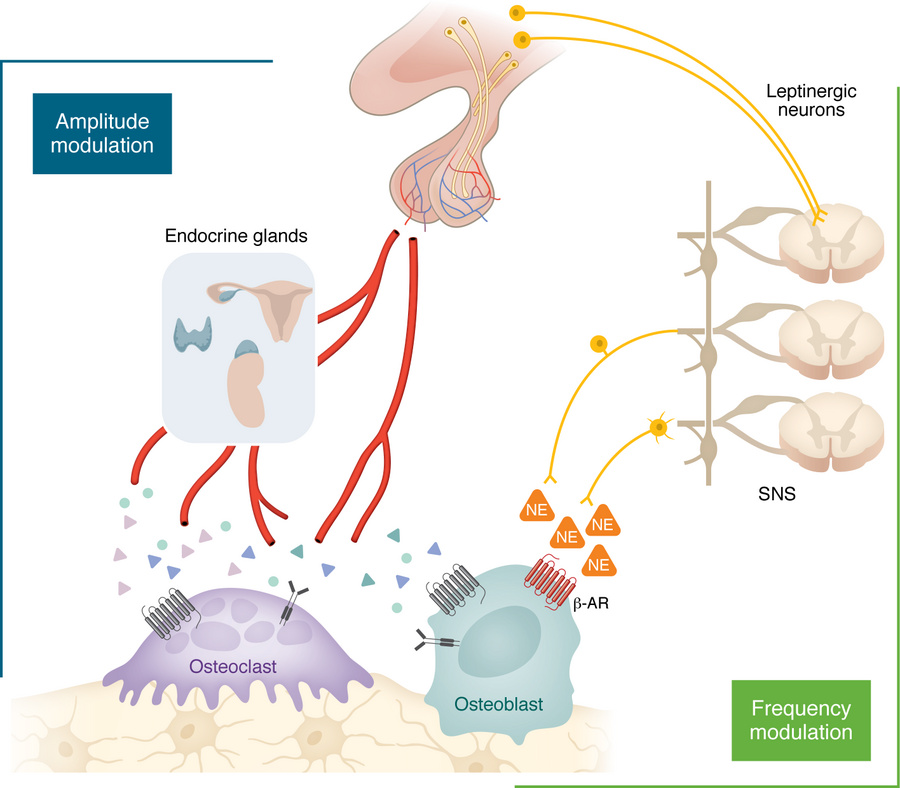 FM and AM arms for central control of bone mass and skeletal integrity.
...