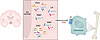 Central neural regulation of bone remodeling — the FM arm.