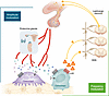 FM and AM arms for central control of bone mass and skeletal integrity.