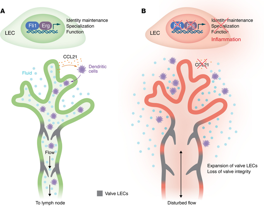 Cooperative action of Erg and Fli1 maintains lymphatic endothelial ident...