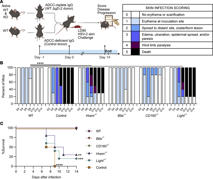 HVEM-LIGHT signaling promotes protective ADCC mediation against HSV.
(A)...