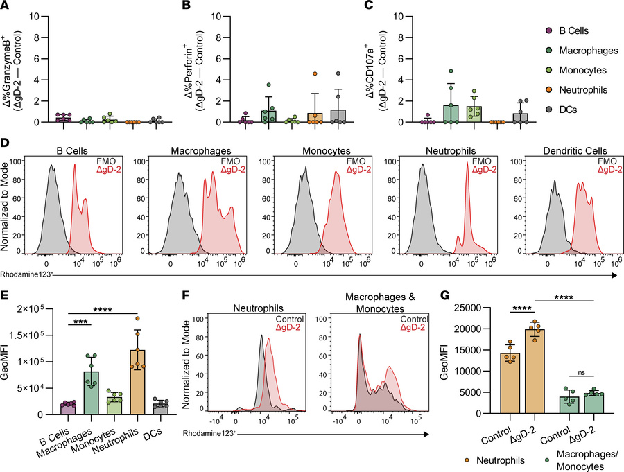 Neutrophils generate RNOS but not granzyme or perforin when cocultured w...