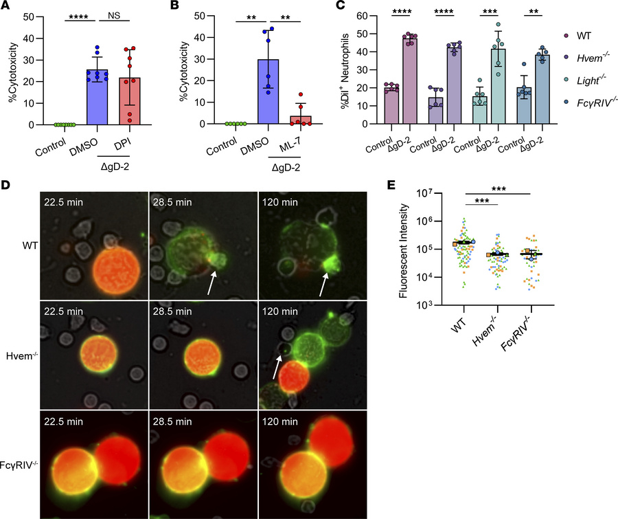 Killing of HSV-infected cells is mediated by trogocytosis and promoted b...