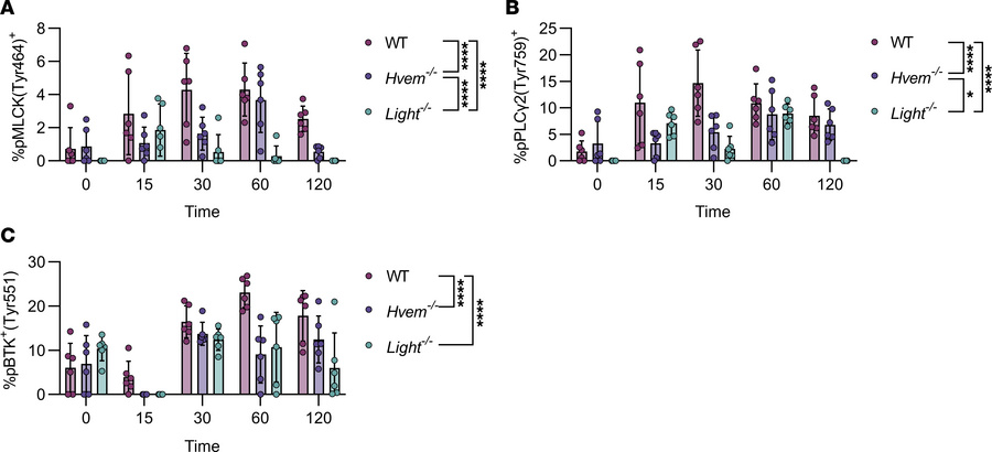 HVEM signaling promotes phosphorylation of the MLCK signaling pathway.
(...