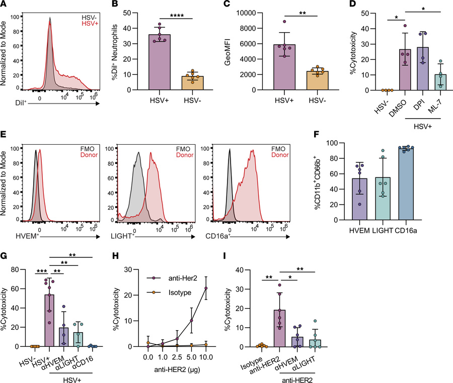 HVEM and LIGHT contribute to antibody-dependent trogocytosis by human ne...