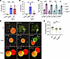 Killing of HSV-infected cells is mediated by trogocytosis and promoted by H