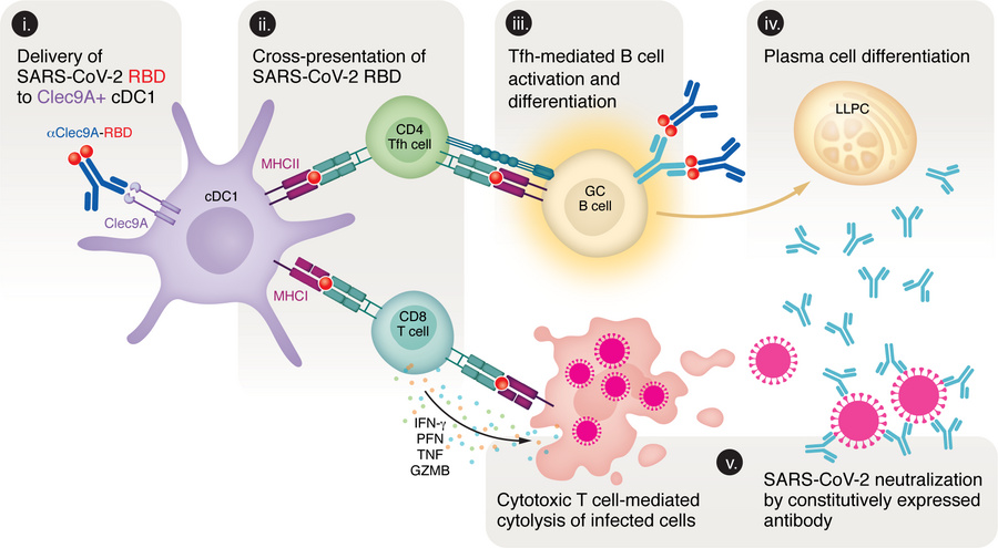 Mechanism of Clec9A-targeted vaccine–induced immunity.
The bivalent muco...