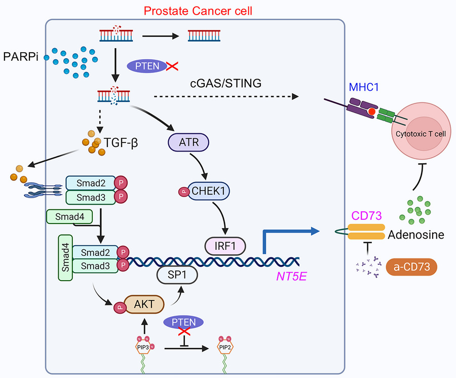 graphical abstract