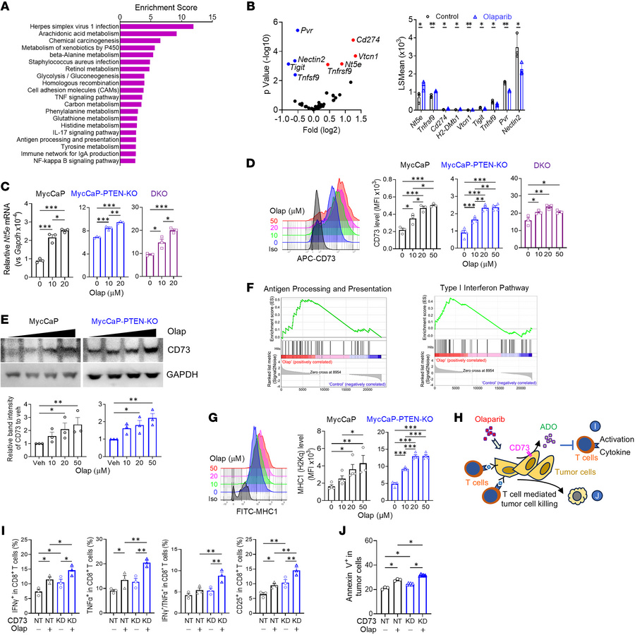 PARPi induces CD73 upregulation in prostate cancer cells, conferring ada...