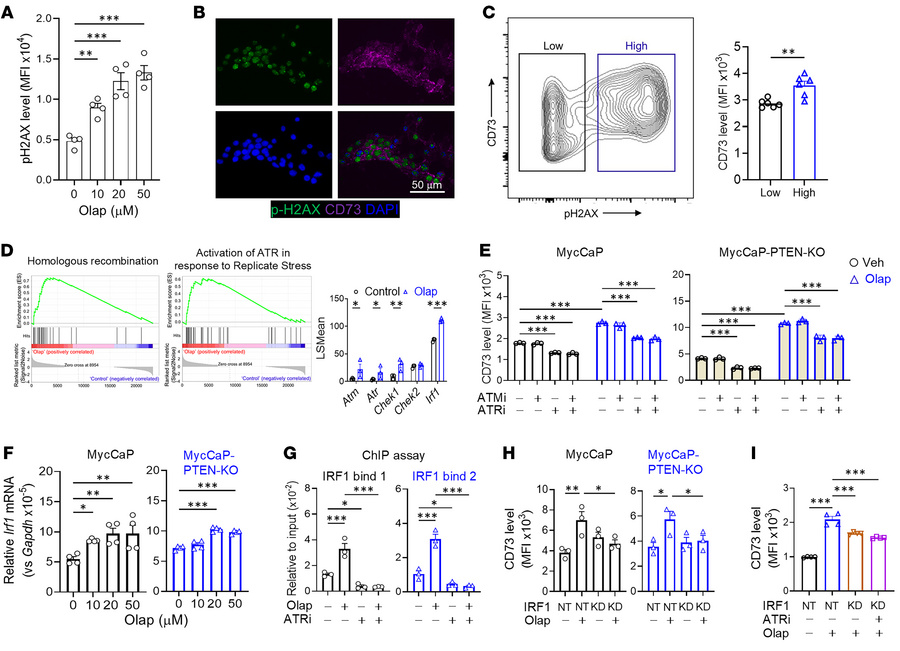PARPi induces tumor CD73 expression through ATR–IRF1 signaling.
(A) Flow...