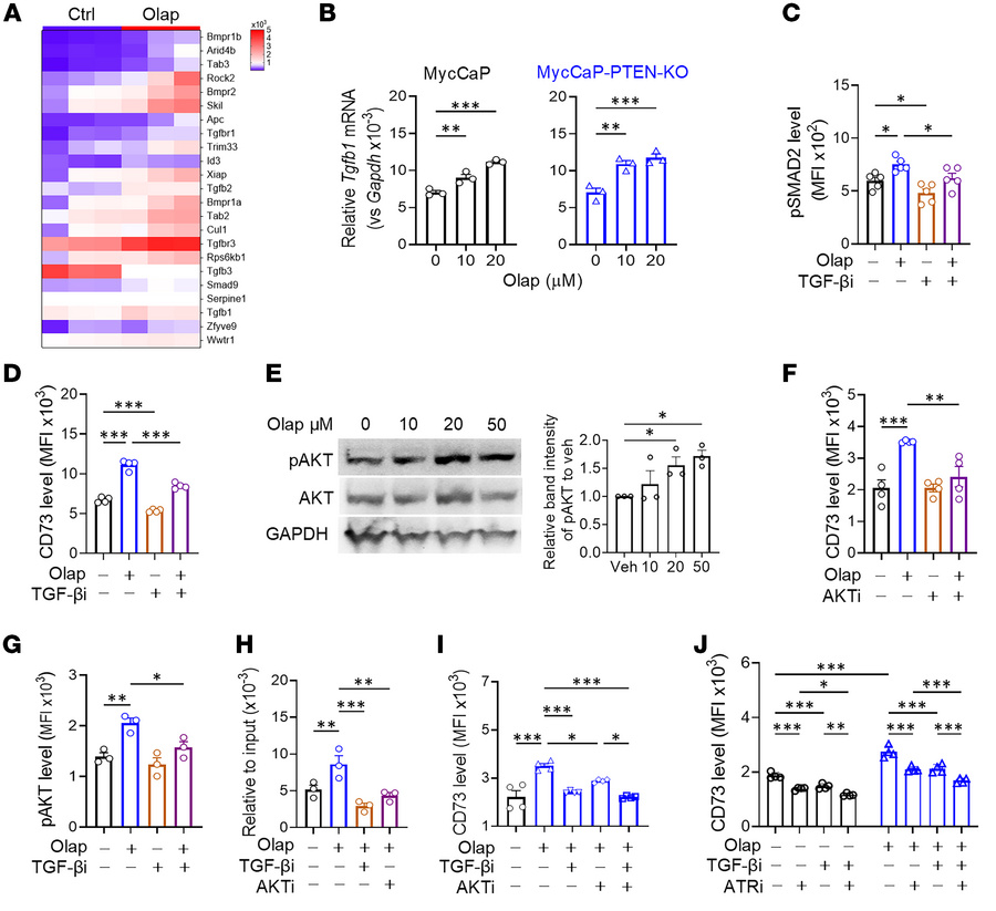 PARPi upregulates CD73 expression through the TGF-β/AKT signaling axis.
...