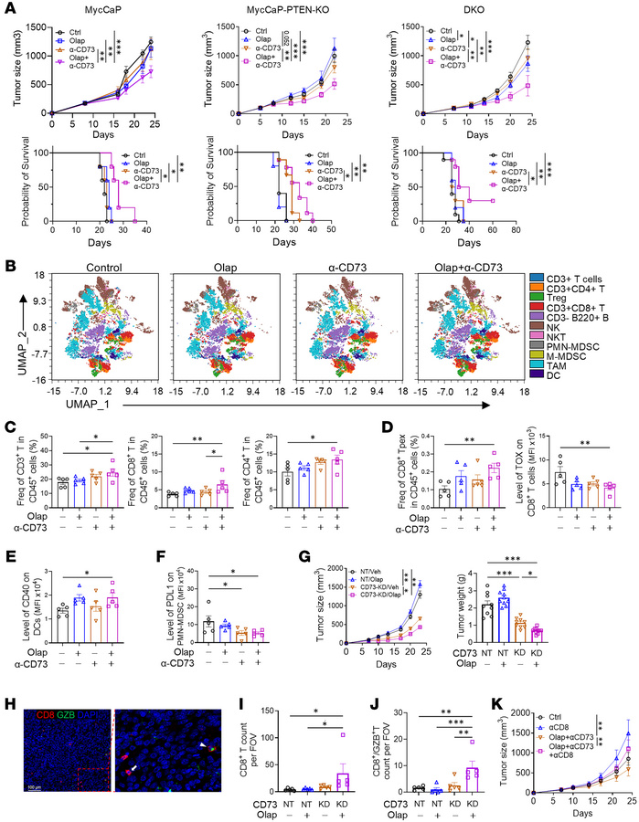 PARPi plus CD73 blockade substantially reduces tumor growth via CD8+ T c...