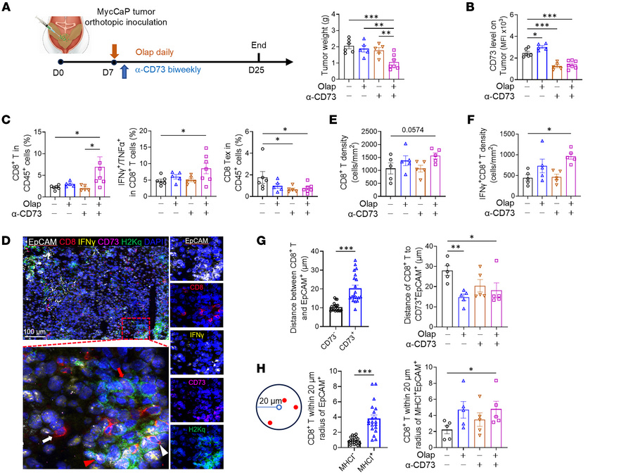 Combination therapy enhances antitumor CD8+ T cell function and directs ...