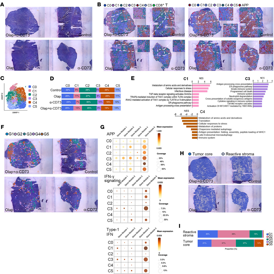 ST analysis reveals distinct immunocompetent regions associated with com...
