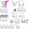 PARPi induces CD73 upregulation in prostate cancer cells, conferring adapti