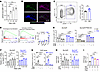 PARPi induces tumor CD73 expression through ATR–IRF1 signaling.