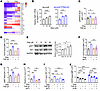 PARPi upregulates CD73 expression through the TGF-β/AKT signaling axis.