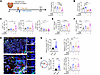 Combination therapy enhances antitumor CD8+ T cell function and directs spa