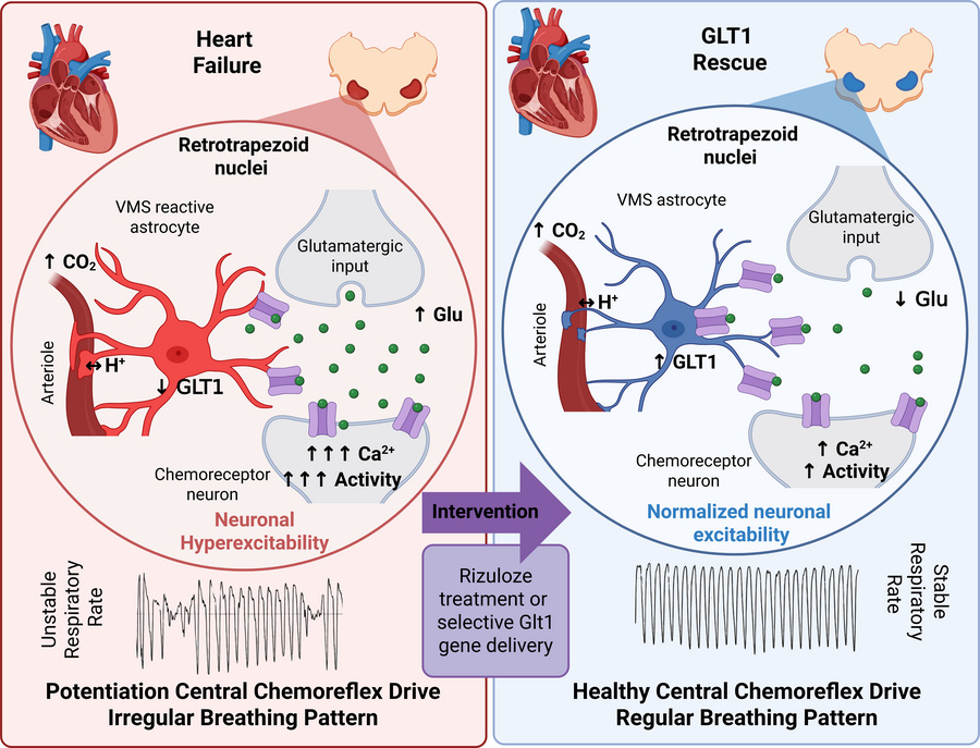 graphical abstract