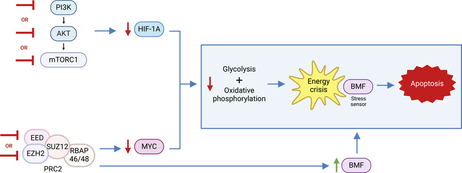 graphical abstract