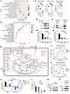 EZH2 and PI3K pathway inhibitors cooperatively suppress glycolysis and oxid