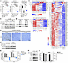 EZH2 and AKT inhibitors function by suppressing major metabolism regulators
