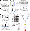 EZH2 inhibition concomitantly derepresses a sensor of cellular stress that