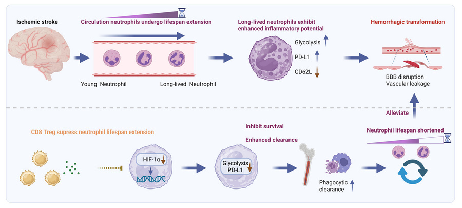 graphical abstract