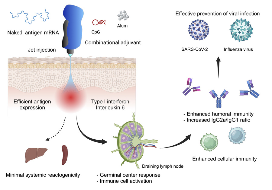 graphical abstract