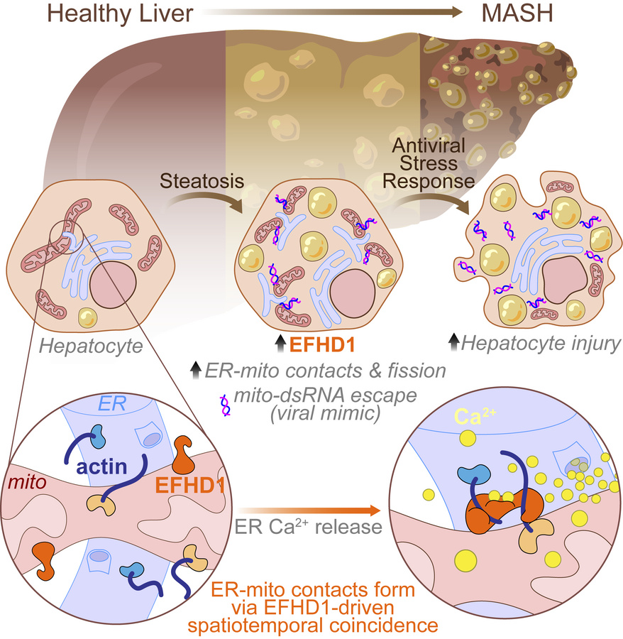 graphical abstract