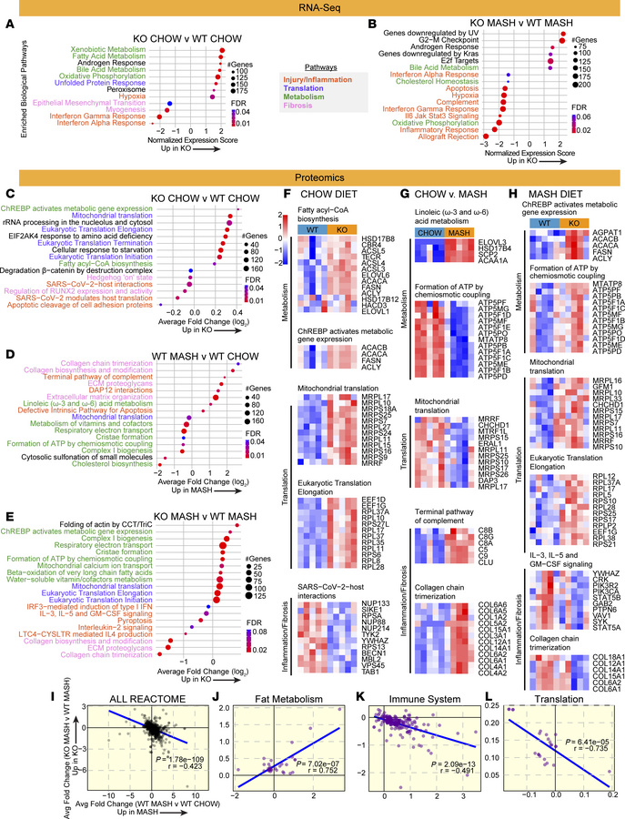 Transcriptomic and proteomic analysis of EFHD1 ablation.
(A and B) Selec...