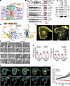 EFHD1 triggers Ca2+-dependent ERMCS stabilization.