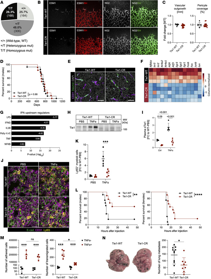 Tie1 cleavage is dispensable for angiogenic responses but critical for i...