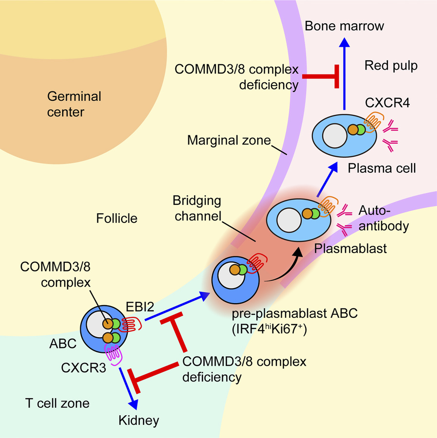 graphical abstract