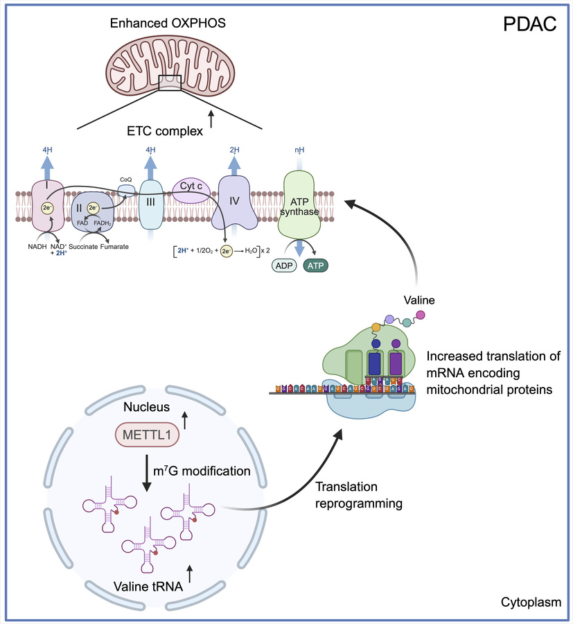 graphical abstract