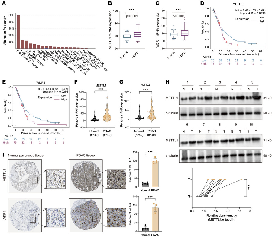 METTL1 is elevated in PDAC and correlates with a poor prognosis.
(A) Alt...