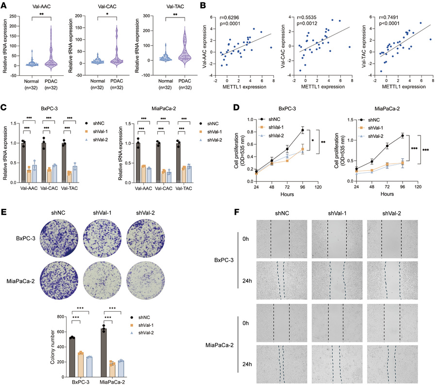 Valine tRNAs are upregulated in PDAC and are necessary for cancer cell g...