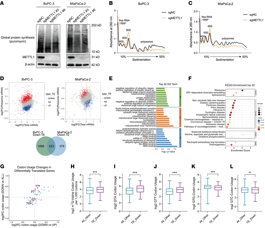 METTL1 depletion leads to valine codon–biased changes in mRNA translatio...