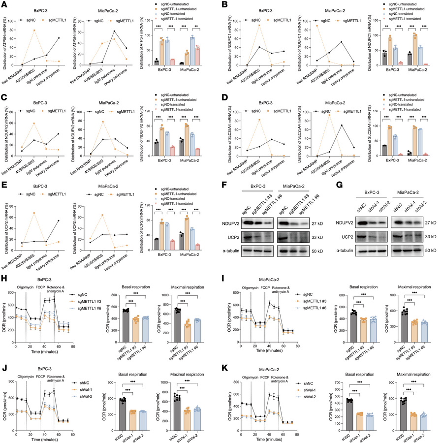METTL1/valine tRNA depletion impairs mitochondrial bioenergetics in PDAC...