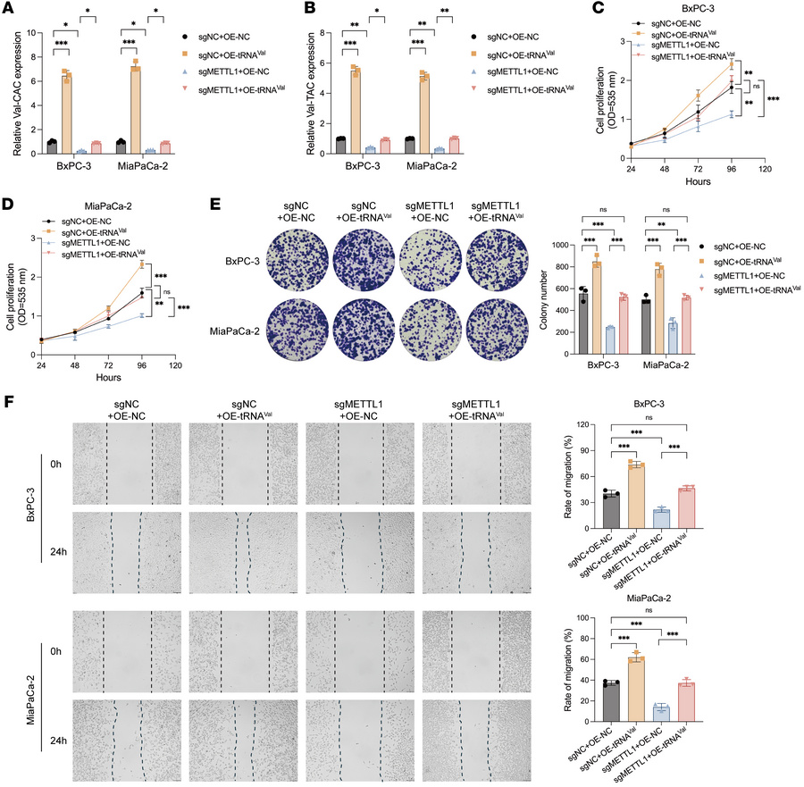 Overexpression of valine tRNAs recapitulates METTL1-driven oncogenic cha...