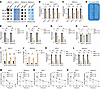 METTL1 depletion reduces the levels of m7G-modified valine tRNAs by destabi