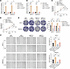 Overexpression of valine tRNAs recapitulates METTL1-driven oncogenic change