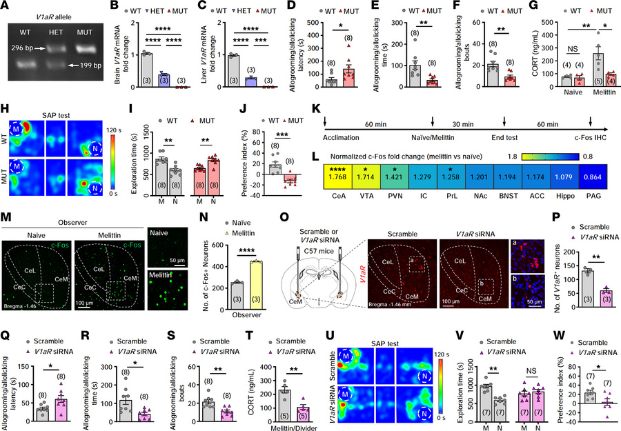 CeM V1aR is essential for caregiving-like behavior.
(A) Genotyping of V1...