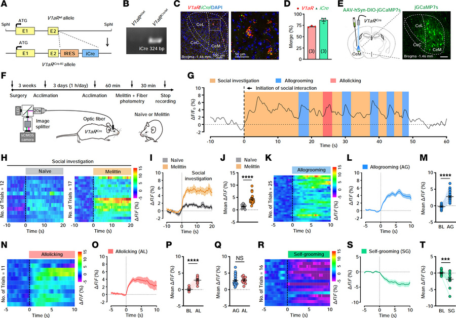The calcium dynamics of CeMV1aR neurons during different behavioral stat...