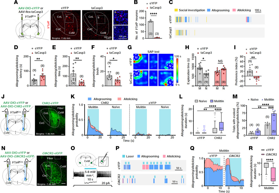 CeMV1aR neurons drive general and targeted caregiving-like behavior.
(A ...