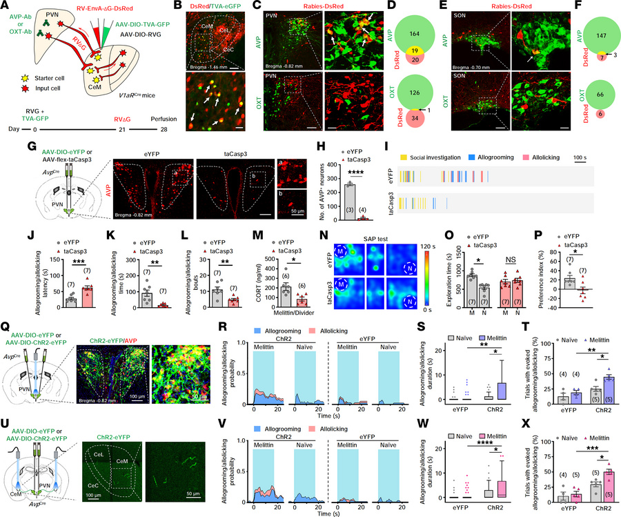 PVNAVP-CeMV1aR neural pathway initiates caregiving for others in pain.
(...